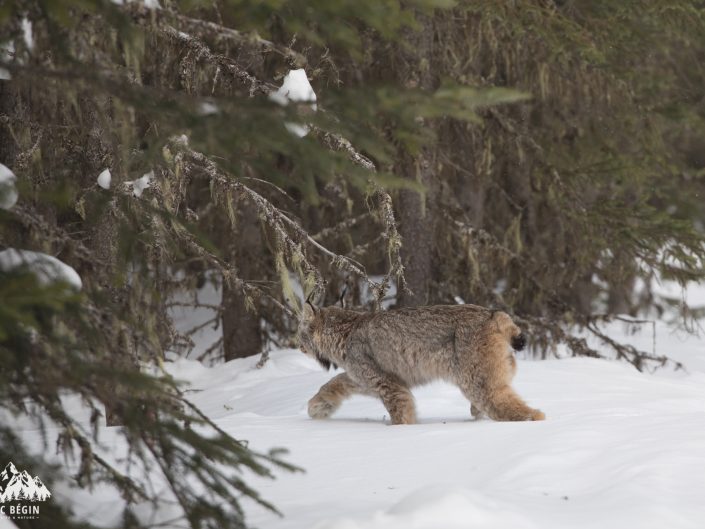 Blog Lynx du Canada sentier hydro