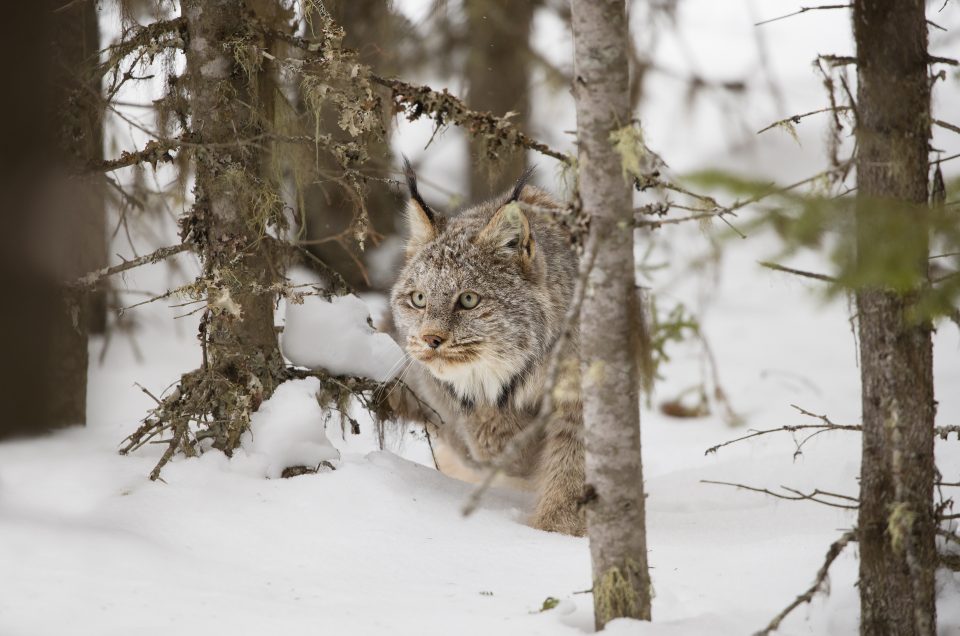 Lynx du Canada
