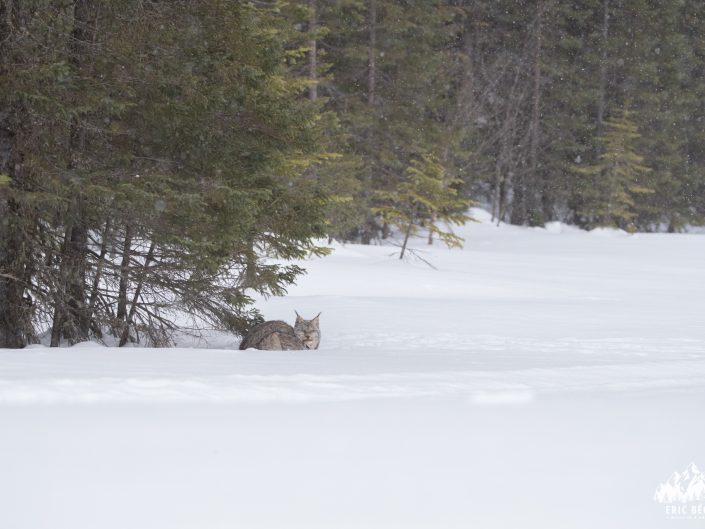 Blog Lynx du Canada sous le sapin